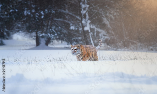 Siberian tiger, Panthera tigris altaica, young male in snowy, freezing cold, walking in deep snow against winter forest. Tiger in its natural taiga environment, winter. Big cat in snow blizzard. © Martin Mecnarowski