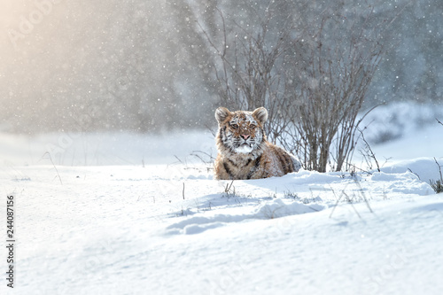 Close up Siberian tiger, Panthera tigris altaica, young male in snowy, freezing cold, lying in deep snow against winter forest. Tiger in its natural taiga environment.  Big cat in snow blizzard