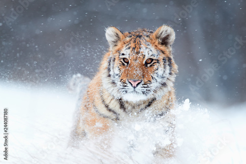 Close up Siberian tiger, Panthera tigris altaica, young male in snowy, freezing cold, walking directly at camera in deep snow. Tiger in natural taiga environment, winter. Big cat in winter forest.
