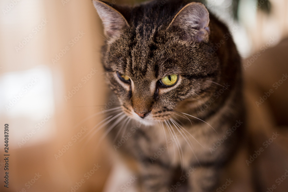 Portrait of beautiful Striped tomcat with handicap on his left green eye in his home area. Cat with magical green eyes posing to camera. Cat resting on the sofa at home (indoor shot)