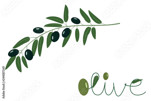 Vector illustration of olive tree (Olea europaea) branch with black ripe olives and stylized lettering.