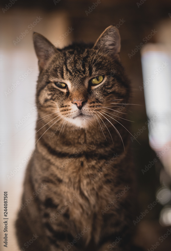 Portrait of beautiful Striped tomcat with handicap on his left green eye in his home area. Cat with magical green eyes posing to camera. Cat resting and sitting on the sofa at home (indoor shot)