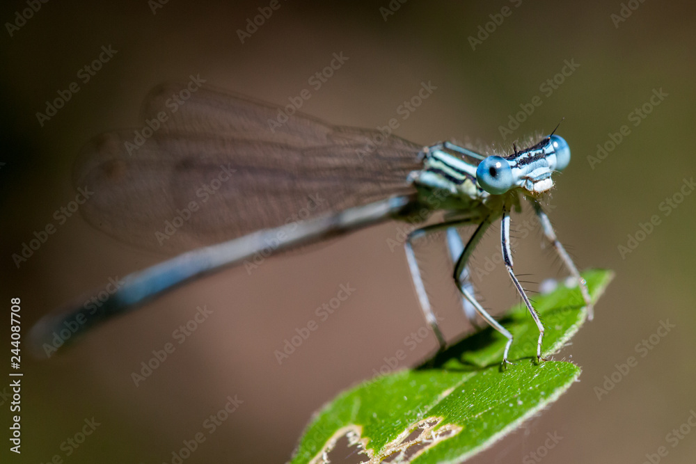 Blue Damselfly on a leaf Blue Damselfly on a leaf