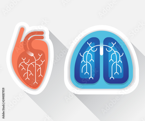Human lungs and heart flat illustration