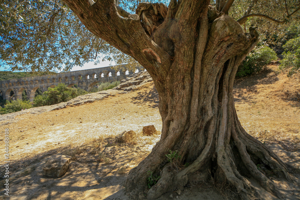 Olive tree at Pont du Gard, France