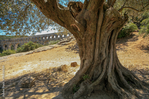 Olive tree at Pont du Gard  France