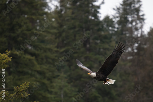 Bald Eagle Takes fish into tree in coeur d'alene idaho during eagle season © Sean
