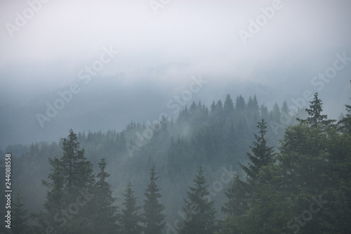 Fototapeta Naklejka Na Ścianę i Meble -  Misty landscape with fir forest in hipster vintage retro style