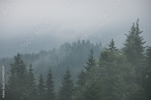Misty landscape with fir forest in hipster vintage retro style © Nickolay Khoroshkov