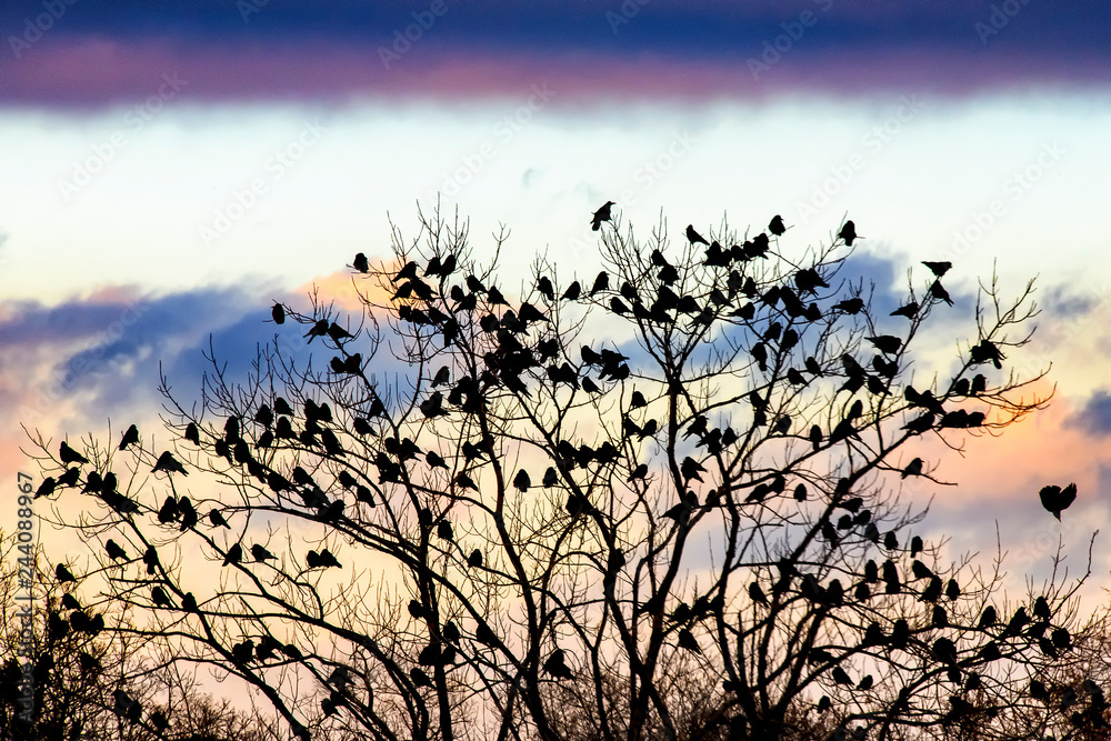 Fototapeta premium A raven on a tree on the background of an evening sky