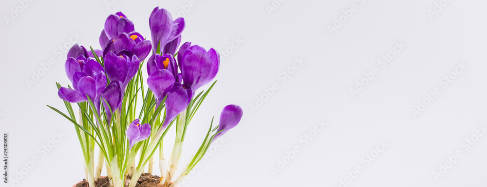 Violet potted Crocus. Isolated. Spring Women's Day March 8 postcard banner Violet potted Crocus. Isolated. Spring Women's Day March 8 postcard banner
