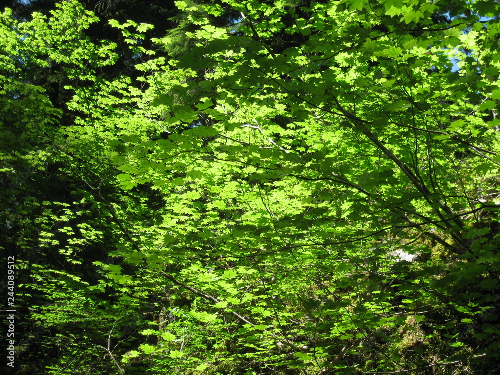 green tree leafs