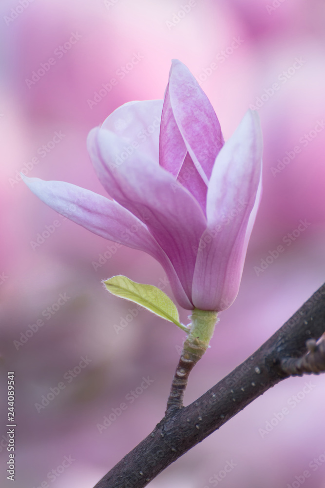Fototapeta premium Magnolia blooming tree on branch. Fragile pink flowers. Beautiful spring tree and flowers with pink petals.