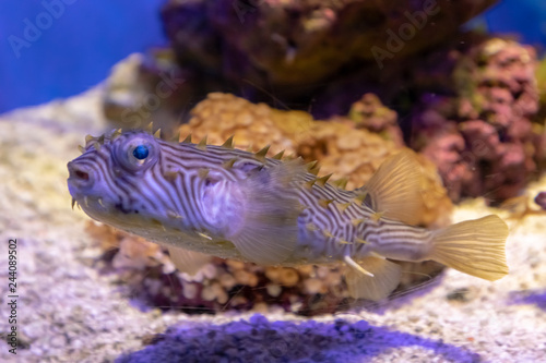 Red orbicular burrfish photo