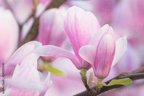 Magnolia blooming tree on branch. Fragile pink flowers. Beautiful spring tree and flowers with pink petals.