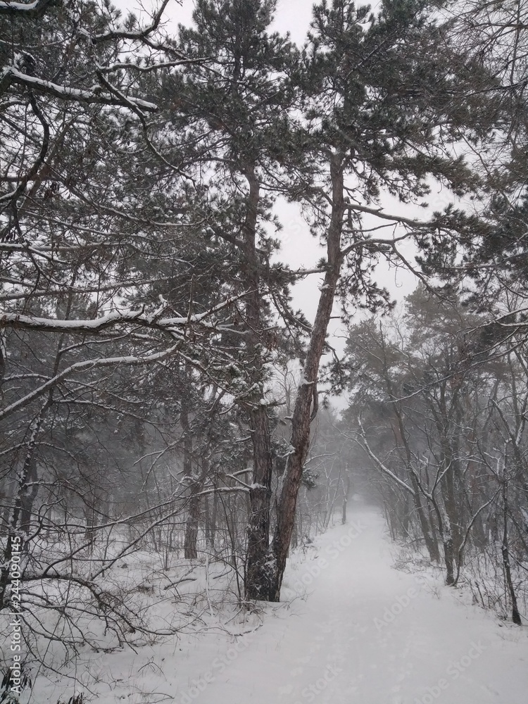 forest in winter forest in winter