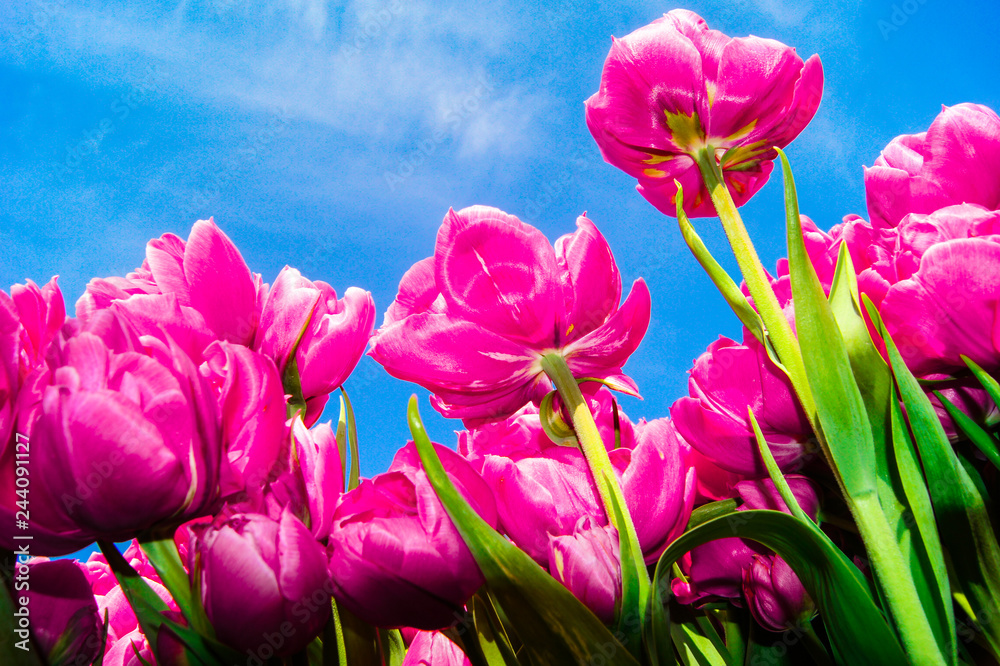 Fototapeta premium SONY DSC