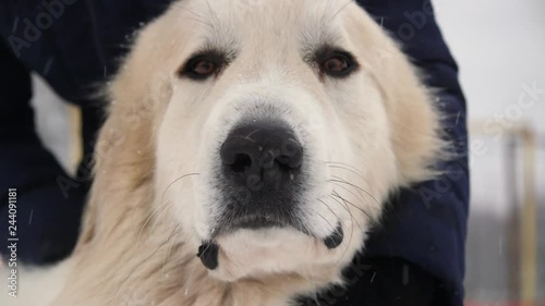 Great Pyrenees dog plays with another dog. Beautiful winter. Runs a lot. There is a different video. Вogs play, dogs run, look, strats. Pedigree dog. Big and beautiful.