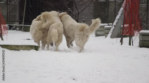 Great Pyrenees dog plays with another dog. Beautiful winter. Runs a lot. There is a different video. Вogs play, dogs run, look, strats. Pedigree dog. Big and beautiful.