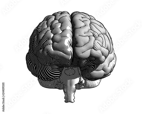 Monochrome engraving brain illustration frontal