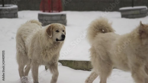 Great Pyrenees dog plays with another dog. Beautiful winter. Runs a lot. There is a different video. Вogs play, dogs run, look, strats. Pedigree dog. Big and beautiful.