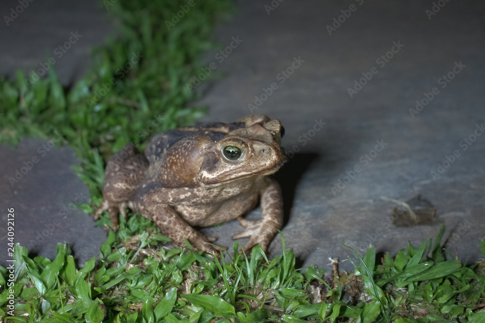 Obraz premium Cururu frog 