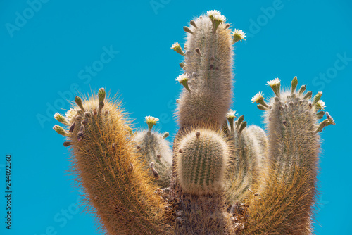 blossom cactus plant