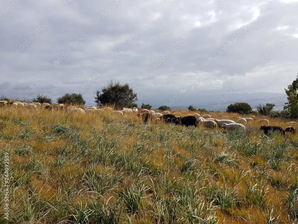 Obraz premium Gregge di pecore