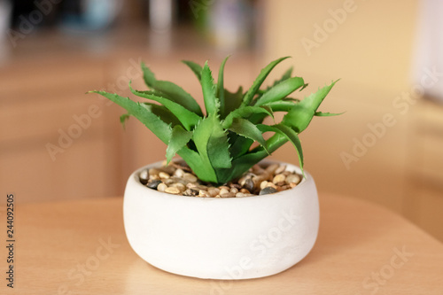 Succulent Aloe Vera Plant on White Pot on Yellow Background