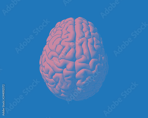 Pink brain illustration isolated on blue BG