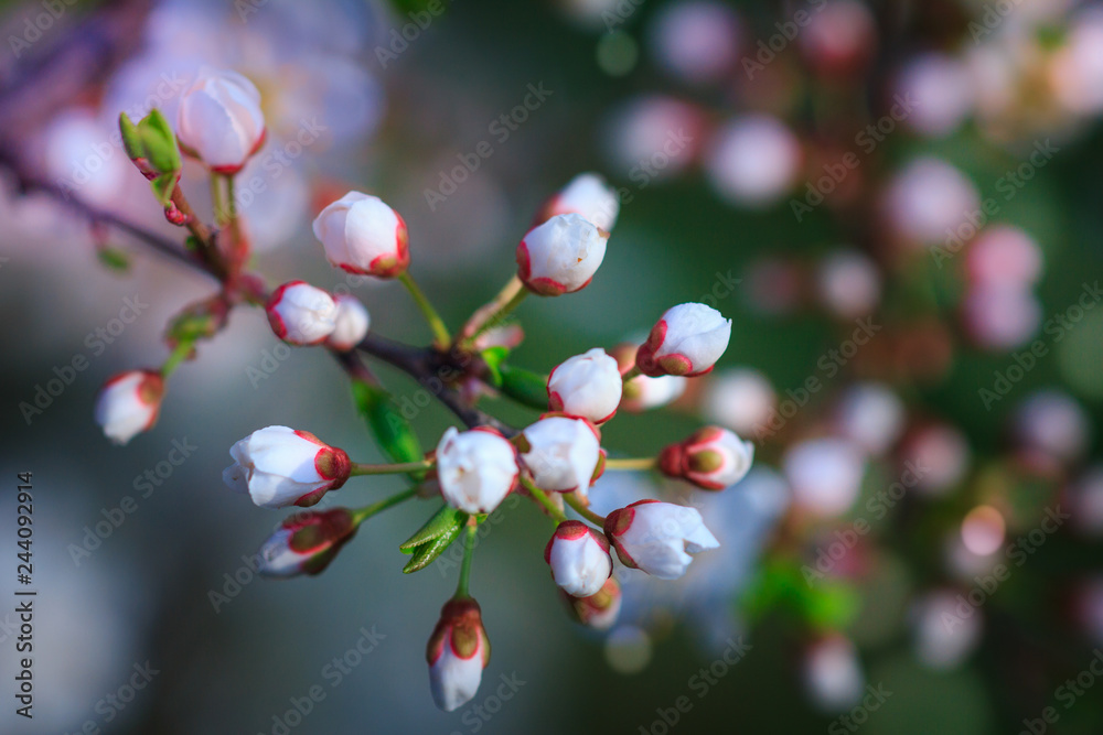 Spring Nature. Blossoming of fruit tree with bokeh light background. View close-up of branch with white flowers and buds in bright colors. Selective Focus and blur background. Spring Nature. Blossoming of fruit tree with bokeh light background. View close-up of branch with white flowers and buds in bright colors. Selective Focus and blur background.
