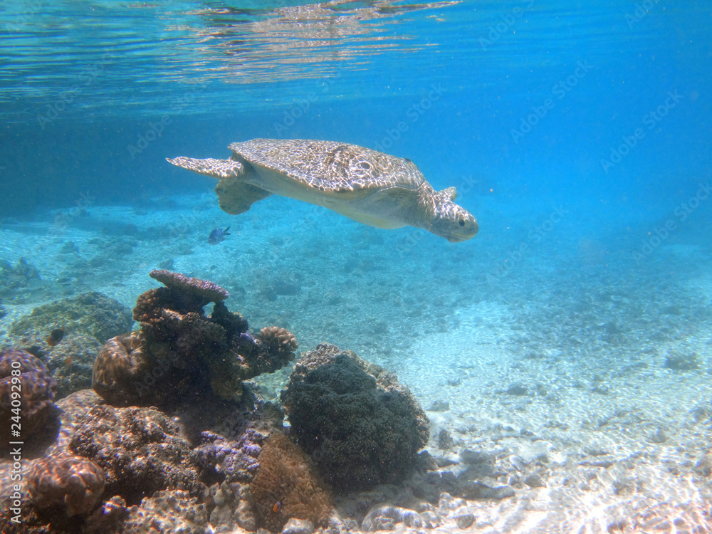Fototapeta premium Underwater view of a tropical sea turtle in the Bora Bora lagoon, French Polynesia