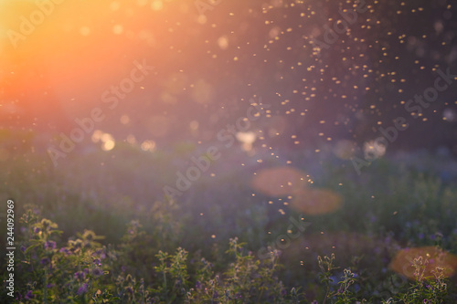 Summer Nature. Landscape of meadow at sunset. Background with bokeh light . Transparent columns of midges over tall grass in front of the sun. Blurred background. photo