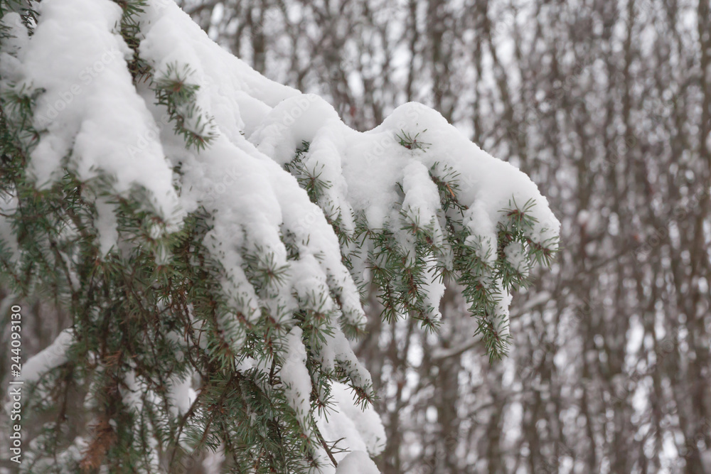 Branches and needles of spruce covered with snow in the winter forest in Finland Branches and needles of spruce covered with snow in the winter forest in Finland