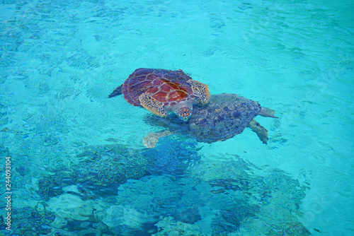 Underwater view of a tropical sea turtle in the Bora Bora lagoon, French Polynesia © eqroy