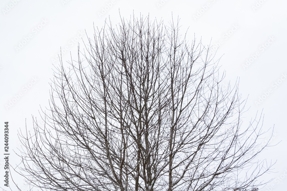 Obraz premium Branches of tree with snow on a sky background at winter