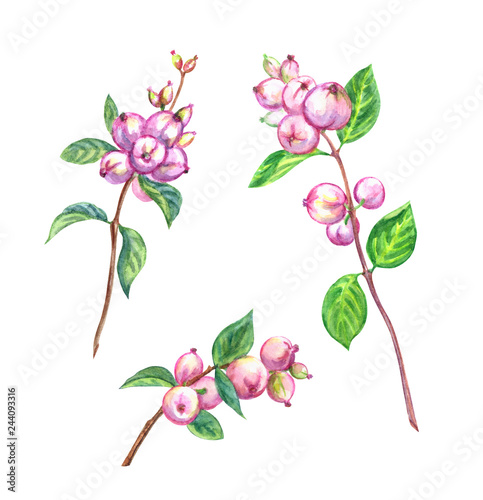Botanical set, Snowberry twigs with berries, watercolor painting on white background isolated with clipping path.