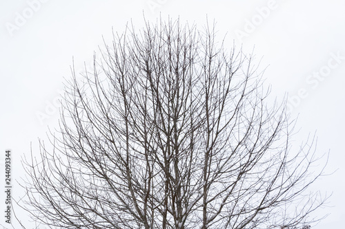 Branches of tree with snow on a sky background at winter
