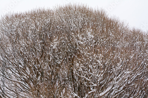 Texture of bush branches covered with snow and ice close-up at winter landscape