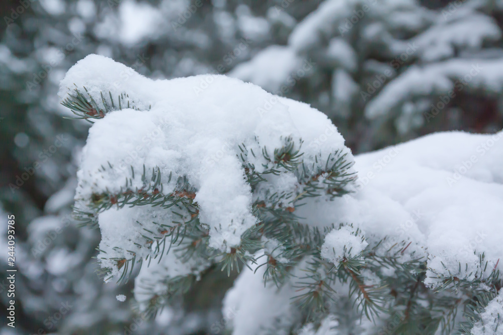 Branches and needles of spruce covered with snow in the winter forest in Finland