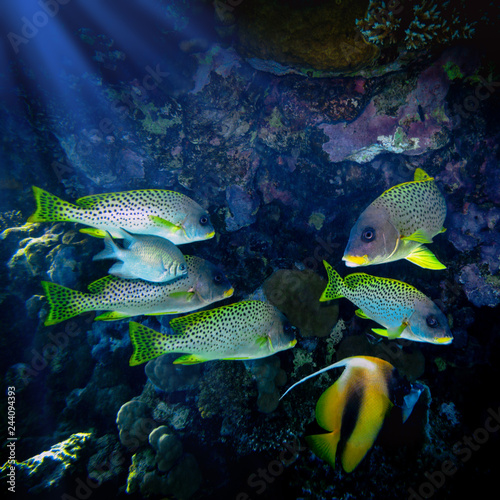 The pack of fishes hides in labyrinths of a coral reef