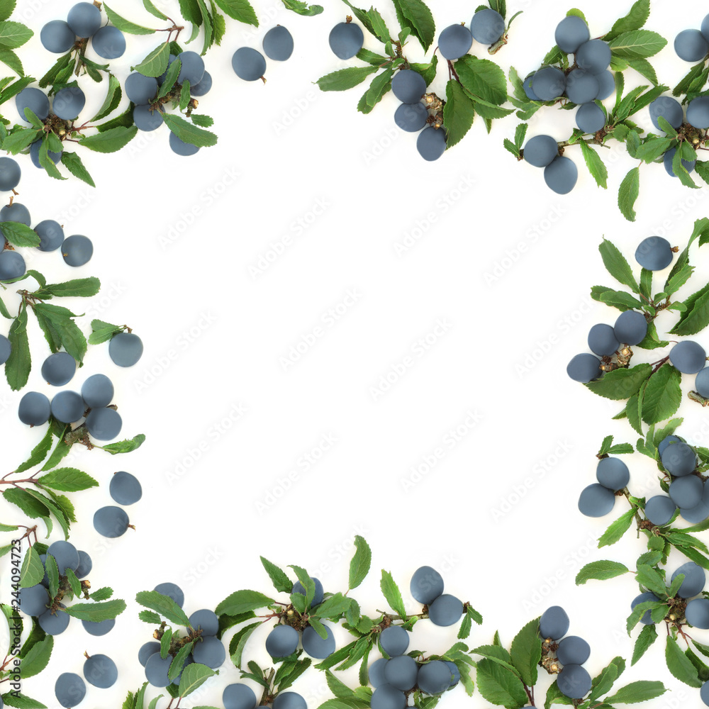 Sloe berry abstract border on white background with copy space. Also known as blackthorn.