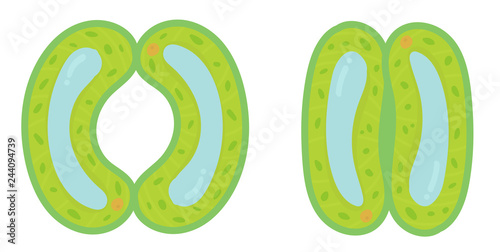 Structure of stomata