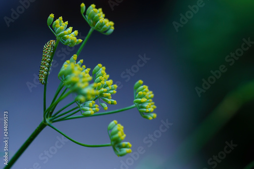 Caterpillar of a common yellow swallowtail. Larva of Old World swallowtail (Papilio machaon) on green plant. Vivid green caterpillar with black and orange markings