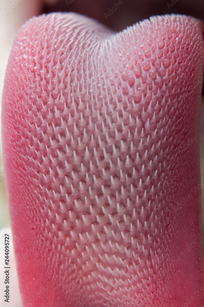 Cat tongue texture Stock Photo | Adobe Stock