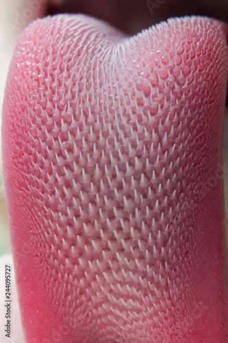 Cat tongue texture