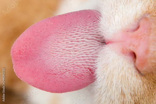 Cat tongue and nose closeup photo