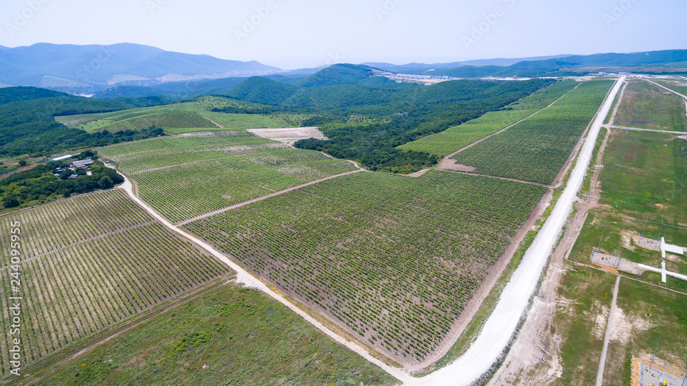 green grape fields