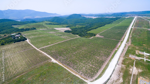 Obraz na płótnie green grape fields w salonie