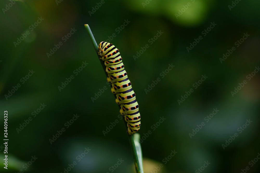 Caterpillar of a common yellow swallowtail. Larva of Old World swallowtail (Papilio machaon) on green plant. Vivid green caterpillar with black and orange markings Caterpillar of a common yellow swallowtail. Larva of Old World swallowtail (Papilio machaon) on green plant. Vivid green caterpillar with black and orange markings